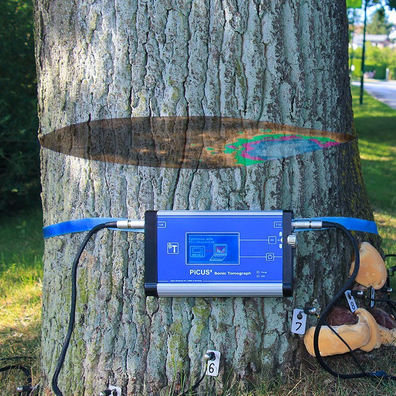 Tree Inspection