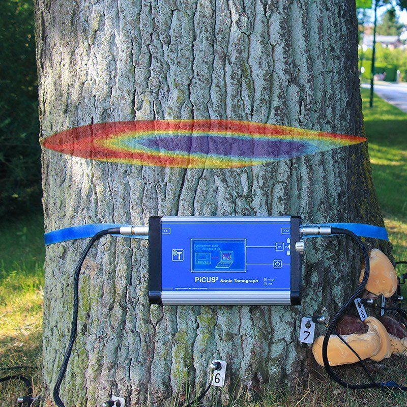 Tree Inspection